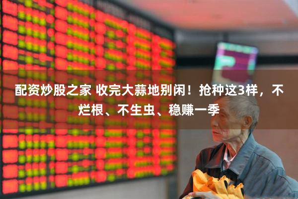 配资炒股之家 收完大蒜地别闲！抢种这3样，不烂根、不生虫、稳赚一季